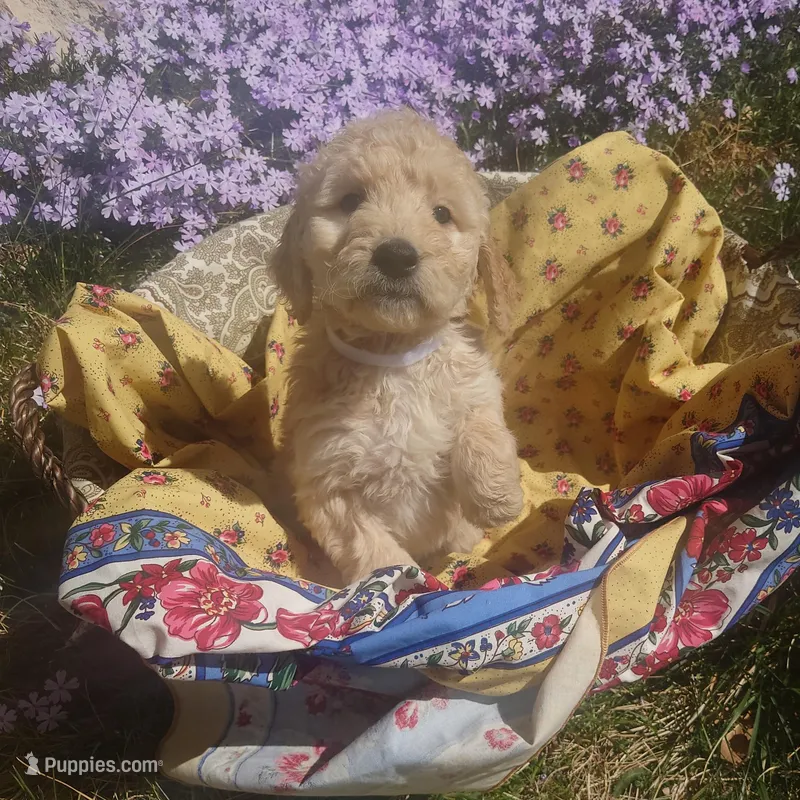 Lumas White Collar – Goldendoodle puppy for sale in Peyton, CO