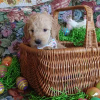 Lumas White Collar, a female Goldendoodle for sale in Peyton, CO – Photo 3 of 9