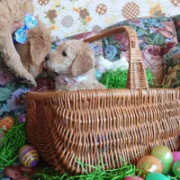 Lumas White Collar, a female Goldendoodle for sale in Peyton, CO – Photo 4 of 9