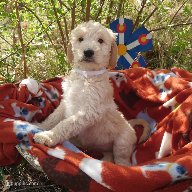 Lumas White Collar – Goldendoodle puppy for sale in Peyton, CO
