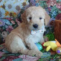 Lumas White Collar, a female Goldendoodle for sale in Peyton, CO – Photo 5 of 9