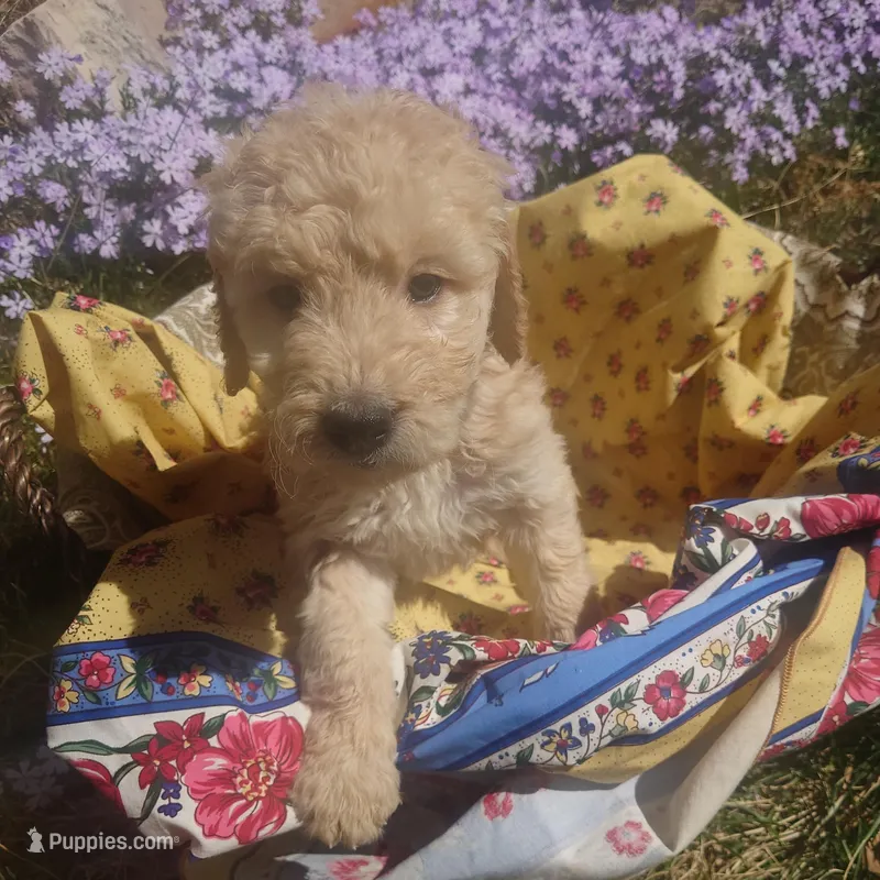 Lumas White Collar – Goldendoodle puppy for sale in Peyton, CO
