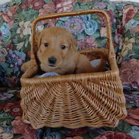 Appa - Blue Collar, a male Golden Retriever for sale in Peyton, CO – 2 of 5