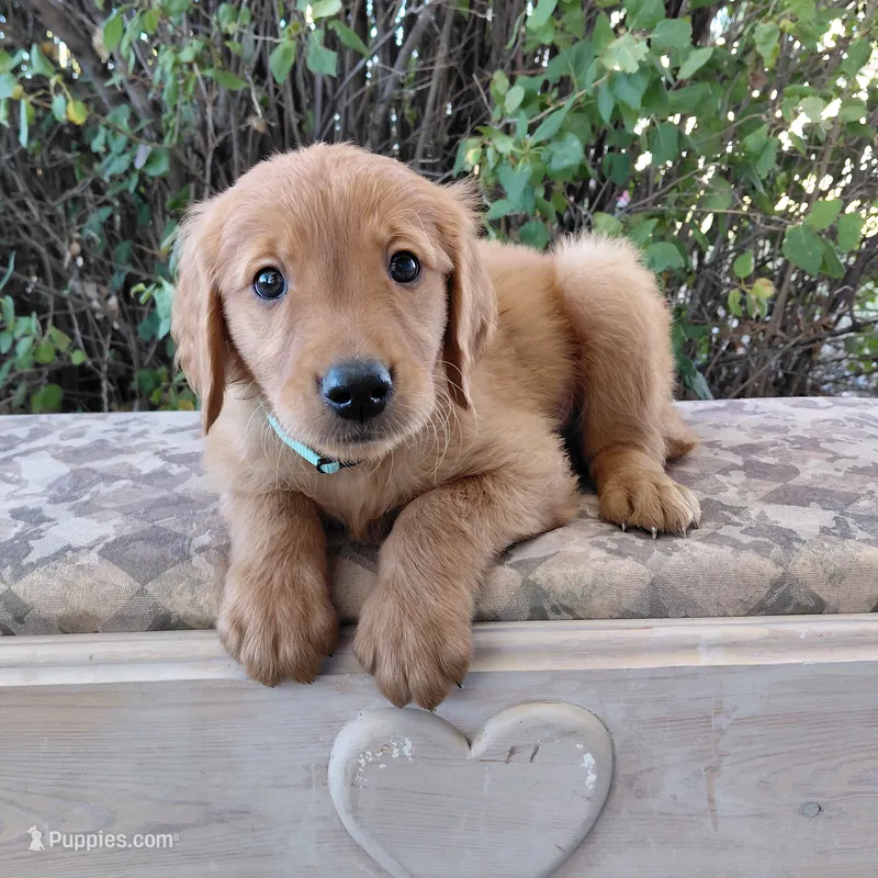 Aang - Teal Collar – Golden Retriever puppy for sale in Peyton, CO