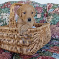 Zuko - Black Collar, a male Golden Retriever for sale in Peyton, CO – 2 of 5