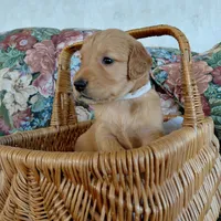 Suki - White Collar, a female Golden Retriever for sale in Peyton, CO – 4 of 5