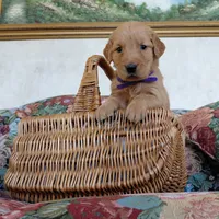Toph - Purple Collar, a female Golden Retriever for sale in Peyton, CO – 2 of 4