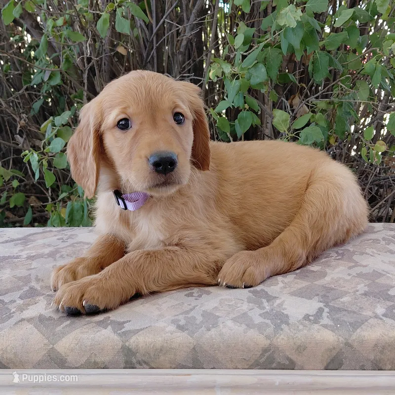 Toph - Purple Collar – Golden Retriever puppy on hold in Peyton, CO