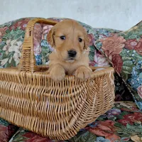 Suki - White Collar, a female Golden Retriever for sale in Peyton, CO – 3 of 5