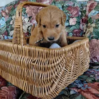 Zuko - Black Collar, a male Golden Retriever for sale in Peyton, CO – 4 of 5