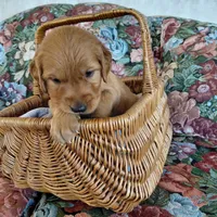 Sokka - Brown Collar, a male Golden Retriever for sale in Peyton, CO – 3 of 4