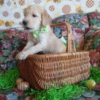 Yoshi Black Collar, a male Goldendoodle for sale in Peyton, CO – Photo 5 of 9