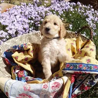 Yoshi Black Collar, a male Goldendoodle for sale in Peyton, CO – 6 of 10