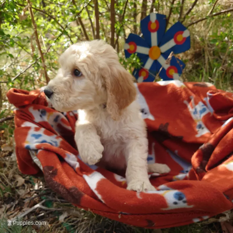 Yoshi Black Collar – Goldendoodle puppy for sale in Peyton, CO