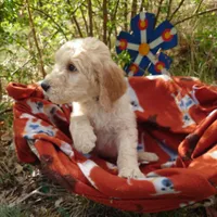 Yoshi Black Collar, a male Goldendoodle for sale in Peyton, CO – 3 of 10