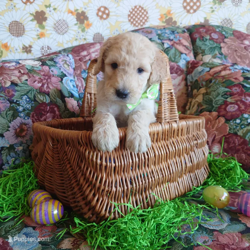 Yoshi Black Collar – Goldendoodle puppy for sale in Peyton, CO