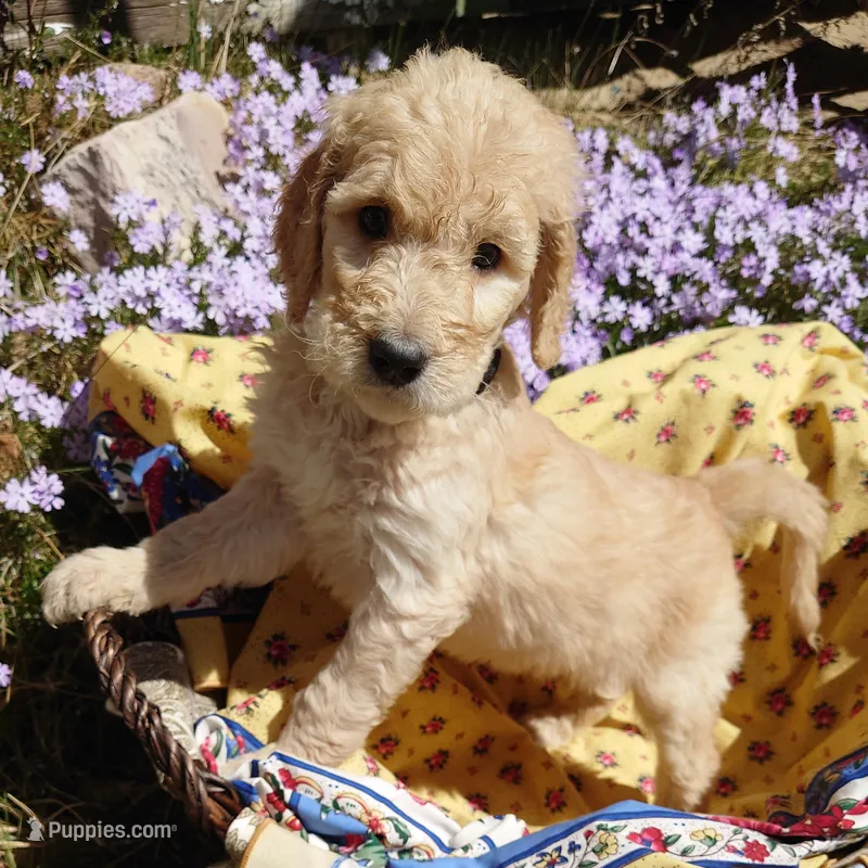 Yoshi Black Collar – Goldendoodle puppy for sale in Peyton, CO