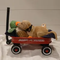 Yoshi Black Collar, a male Goldendoodle for sale in Peyton, CO – Photo 6 of 9