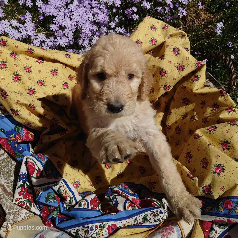 Yoshi Black Collar – Goldendoodle puppy for sale in Peyton, CO
