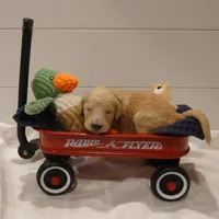 Yoshi Black Collar, a male Goldendoodle for sale in Peyton, CO – Photo 8 of 9