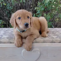 Aang - Teal Collar, a male Golden Retriever for sale in Peyton, CO – 4 of 8