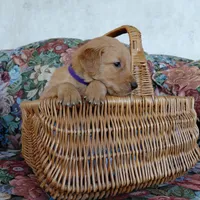 Toph - Purple Collar, a female Golden Retriever for sale in Peyton, CO – 3 of 4