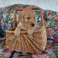 Iroh - Green Collar, a male Golden Retriever for sale in Peyton, CO – 2 of 4