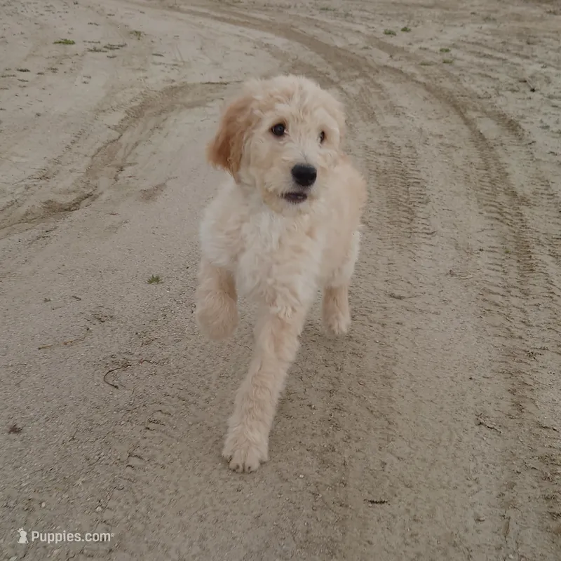 Yoshi Black Collar – Goldendoodle puppy for sale in Peyton, CO