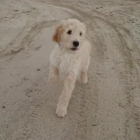 Yoshi Black Collar, a male Goldendoodle for sale in Peyton, CO – 1 of 10