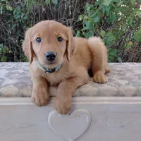 Aang - Teal Collar, a male Golden Retriever for sale in Peyton, CO – 2 of 8