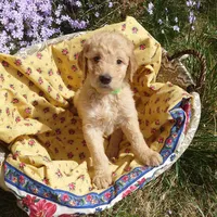 Bowser Green Collar, a male Goldendoodle for sale in Peyton, CO – 5 of 10
