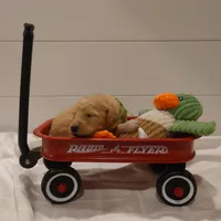 Bowser Green Collar, a male Goldendoodle for sale in Peyton, CO – Photo 8 of 9