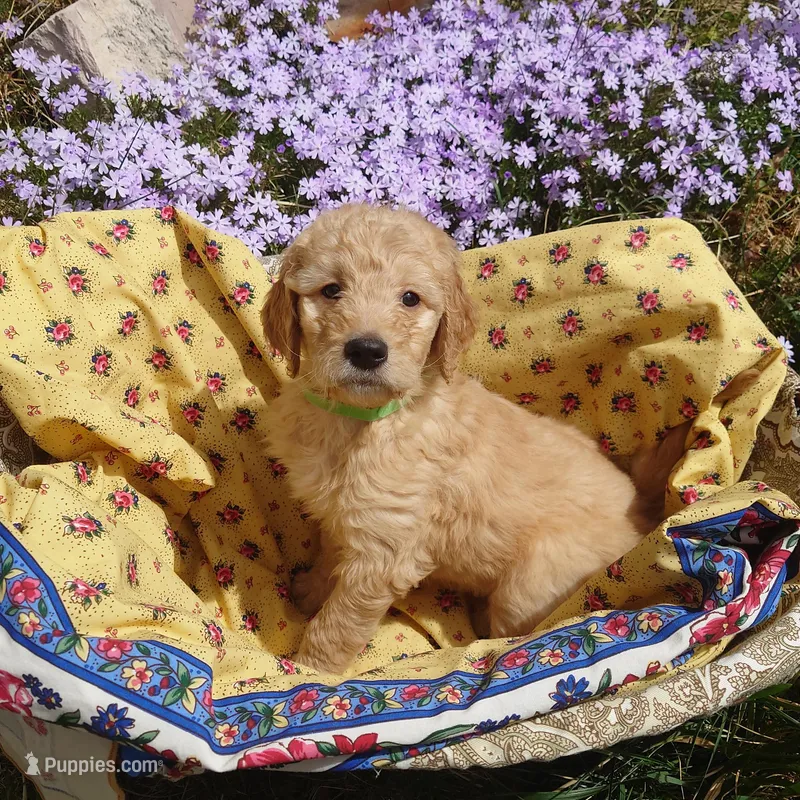 Bowser Green Collar – Goldendoodle puppy for sale in Peyton, CO