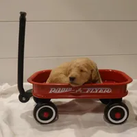 Bowser Green Collar, a male Goldendoodle for sale in Peyton, CO – Photo 6 of 9