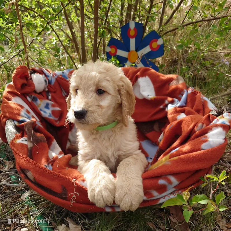Bowser Green Collar – Goldendoodle puppy for sale in Peyton, CO