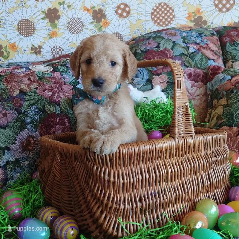 Bowser Green Collar – Goldendoodle puppy for sale in Peyton, CO