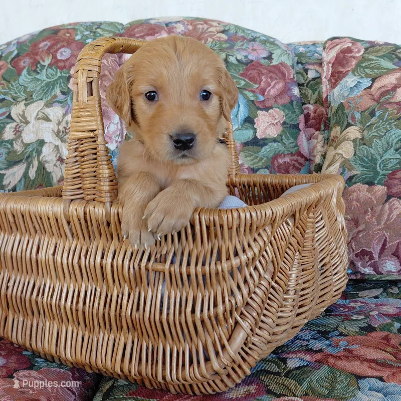 Zuko - Black Collar – Golden Retriever puppy for sale in Peyton, CO