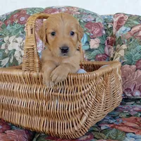 Zuko - Black Collar, a male Golden Retriever for sale in Peyton, CO – 1 of 5