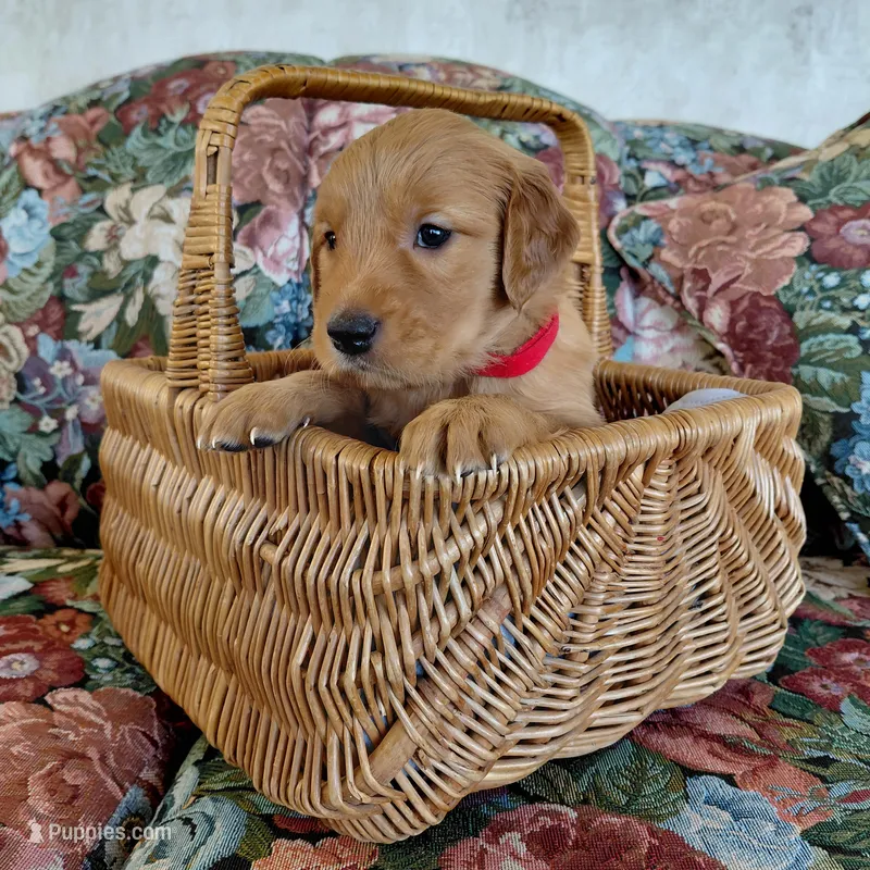 Katara - Red Collar – Golden Retriever puppy for sale in Peyton, CO