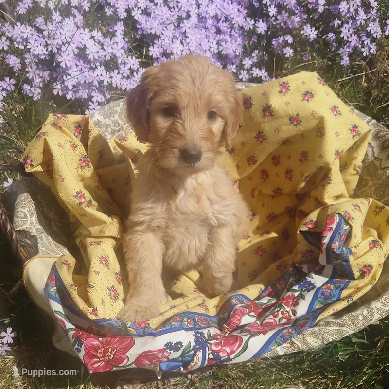 Daisy Yellow Collar – Goldendoodle puppy on hold in Peyton, CO