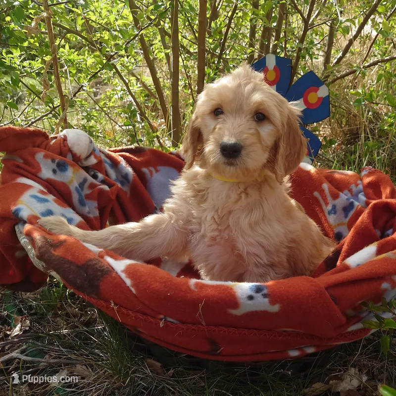 Daisy Yellow Collar – Goldendoodle puppy on hold in Peyton, CO