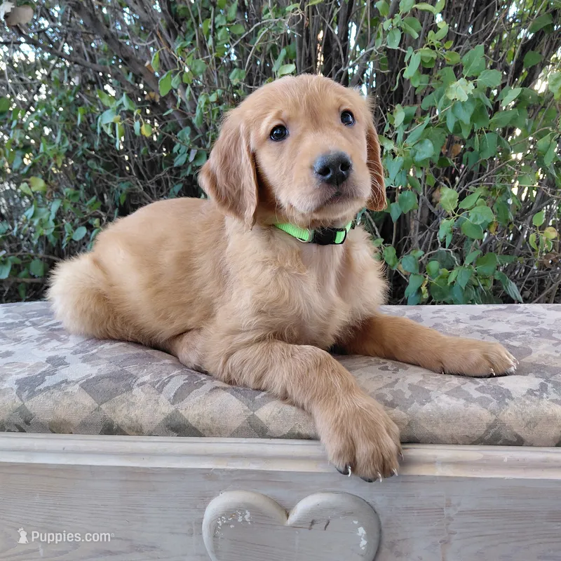 Iroh - Green Collar – Golden Retriever puppy on hold in Peyton, CO