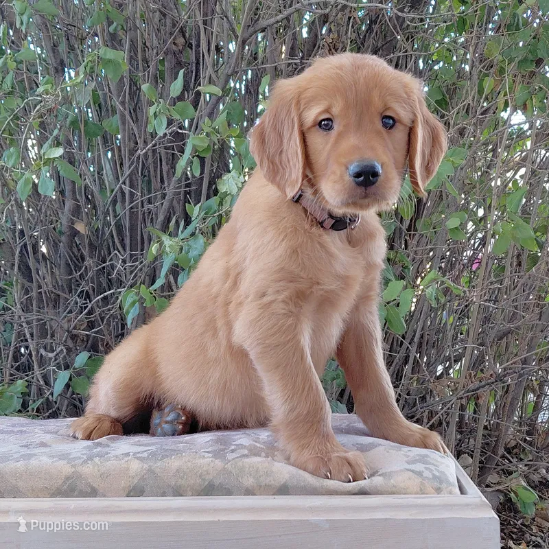 Sokka - Brown Collar – Golden Retriever puppy on hold in Peyton, CO