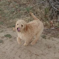 Bowser Green Collar, a male Goldendoodle for sale in Peyton, CO – 2 of 10