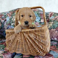 Iroh - Green Collar, a male Golden Retriever for sale in Peyton, CO – 1 of 4