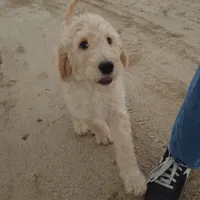 Yoshi Black Collar, a male Goldendoodle for sale in Peyton, CO – 2 of 10