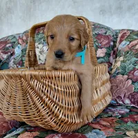 Aang - Teal Collar, a male Golden Retriever for sale in Peyton, CO – 3 of 4