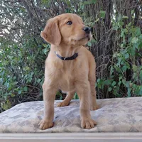 Zuko - Black Collar, a male Golden Retriever for sale in Peyton, CO – 6 of 10