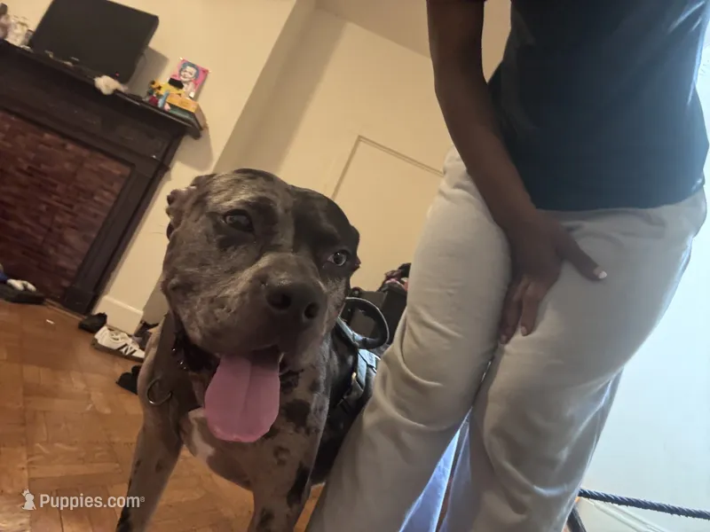 Astro Bane – American Pit Bull Terrier puppy for sale in Baltimore Highlands, MD