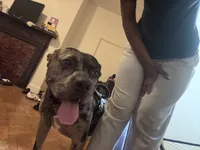 Astro Bane, a male American Pit Bull Terrier for sale in Baltimore Highlands, MD – 1 of 2